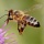 Αιτίες και λύσεις σύγχρονων προβλημάτων  στις ακμαίες μέλισσες