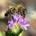 Μελισσοκομικοί χειρισμοί Μαΐου - Ιουνίου